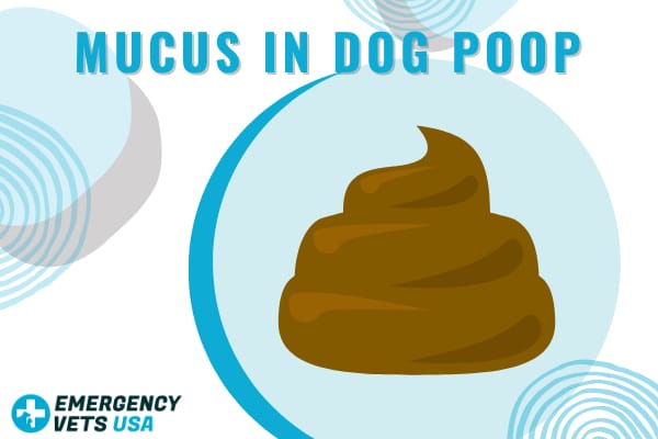 what does it mean when your dog poops mucus and blood