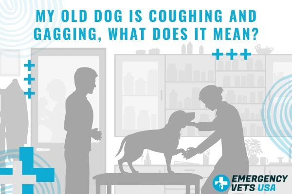 My Old Dog Is Coughing And Gagging, What Does It Mean