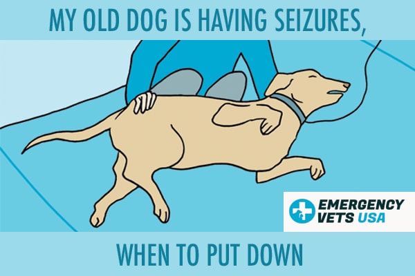 Seizures in 2025 old dogs prognosis