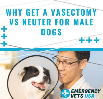 Vasectomy vs Neuter For Male Dogs
