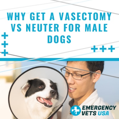 vasectomy neutering