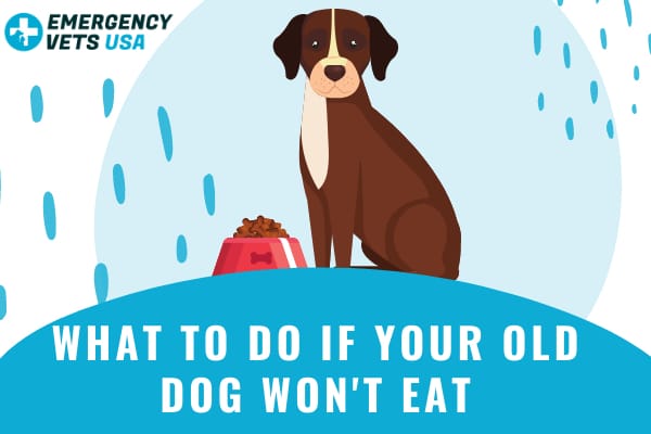 What To Do If Your Old Dog Won t Eat Find Solutions What To Do Here