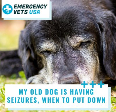 When To Put Down My Old Dog With Seizures