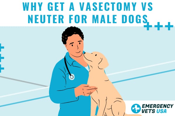 Dog Vasectomy Vs Neuter For Dogs