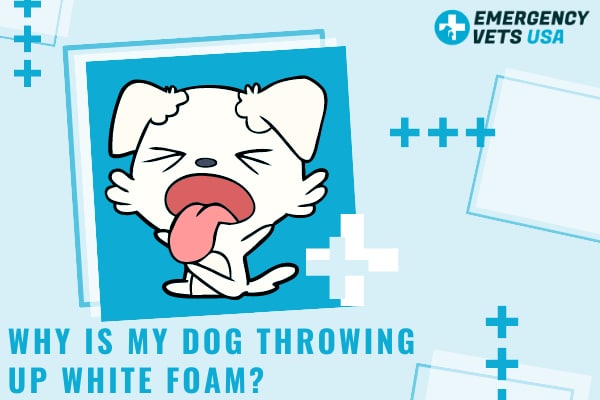 what does white foamy dog vomit mean