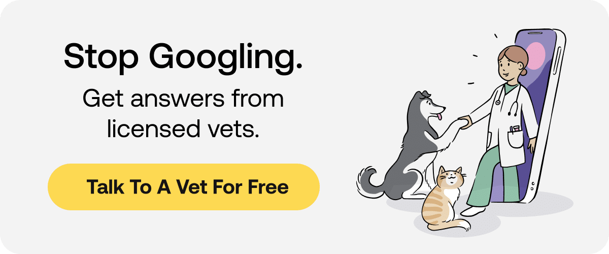 talk to a vet about Bravecto side effects