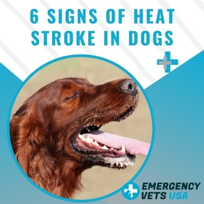 Top Signs Of Heat Stroke In Dogs, What To Watch For Before Its Too Late