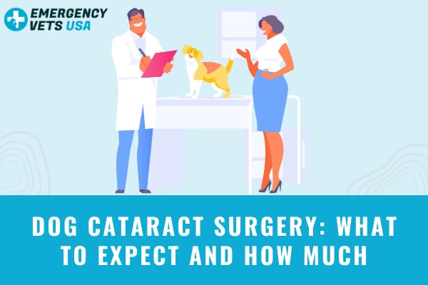 Cataract Surgery For Dogs And What They Cost