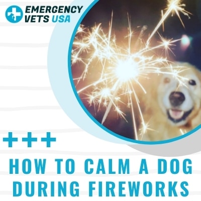 How To Calm A Dog During Fireworks, Follow These Techniques