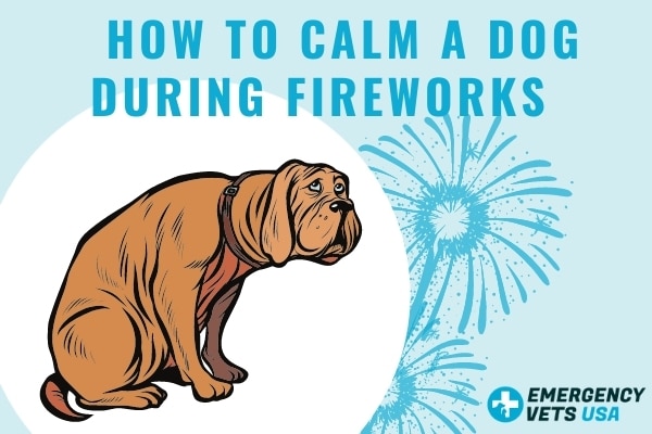 how-to-calm-your-dog-during-fireworks-wet-nose-escapades-calm-dogs