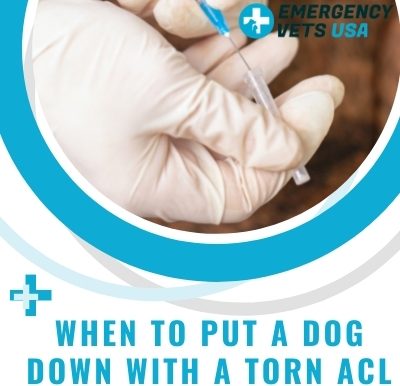 Put A Dog Down With A Torn ACL
