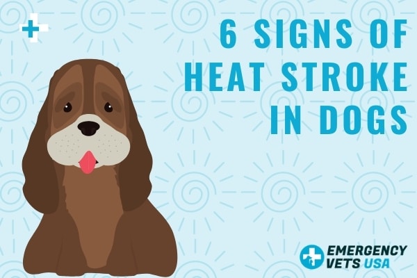 what are the symptoms of heat stroke in dogs