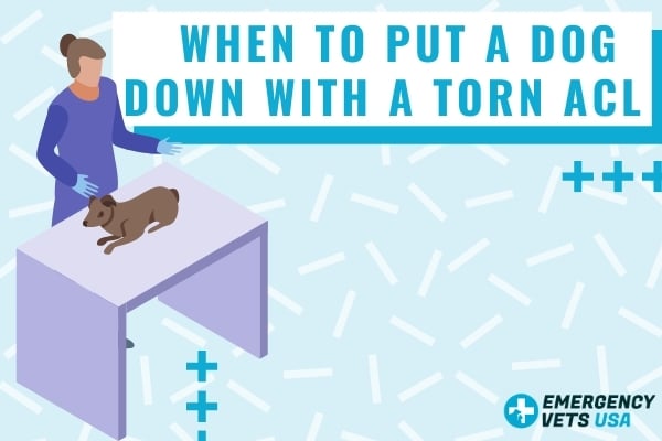 when to put a dog down with torn acl