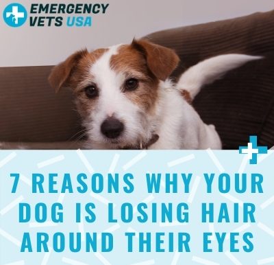Why Your Dog Is Losing Hair Around Their Eyes