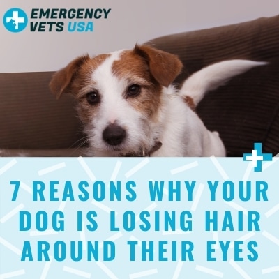 Reasons Why Your Dog Is Losing Hair Around Their Eyes & What To Do