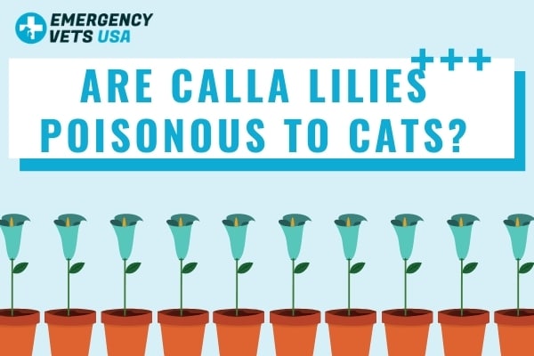 Are Calla Lilies Poisonous To Cats