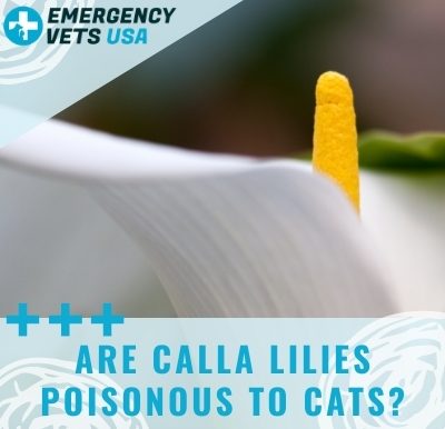 Calla Lilies Poisonous To Cats