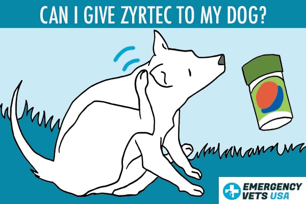 is zyrtec or benadryl better for dogs