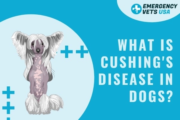 Cushings Disease in Dogs