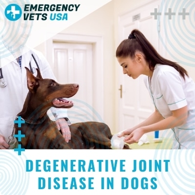 Degenerative Joint Disease Dogs