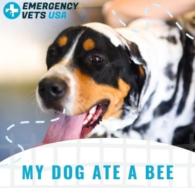 Dog Ate Bee