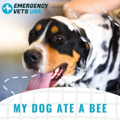 what happens when your dog eats a bee