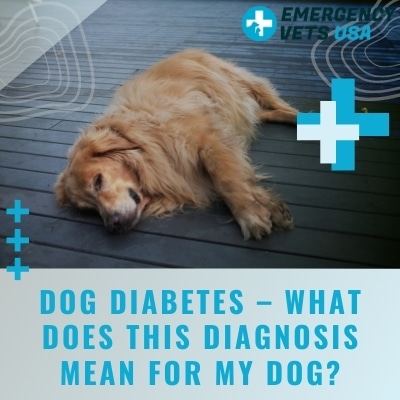 Dog Diabetes