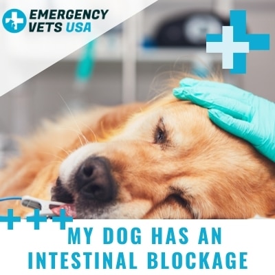 how do you know if a dog has a blockage
