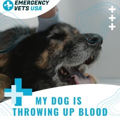 Dog Is Throwing Up Blood