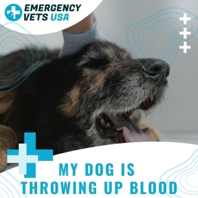 what does it mean when your dog throws up blood