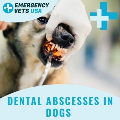 Dog With A Dental Abscess
