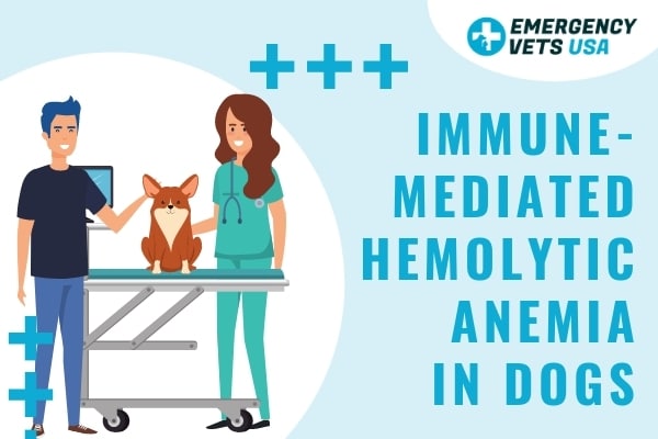 Immune-Mediated Hemolytic Anemia In Dogs