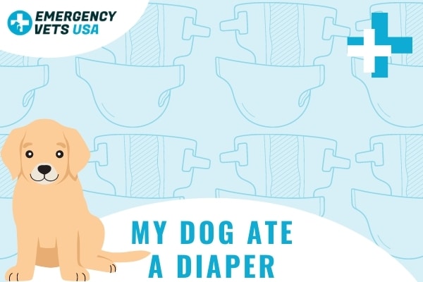 Dog eating outlet diaper