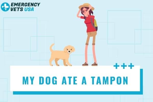 can a dog wear a tampon