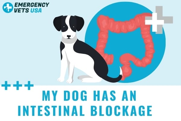 can a dog poop with a bowel obstruction