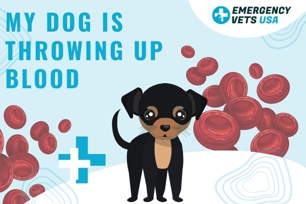 what do i do if my dog vomits blood