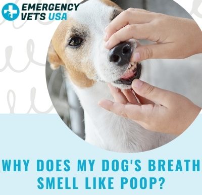 My Dog's Breath Smell Like Poop