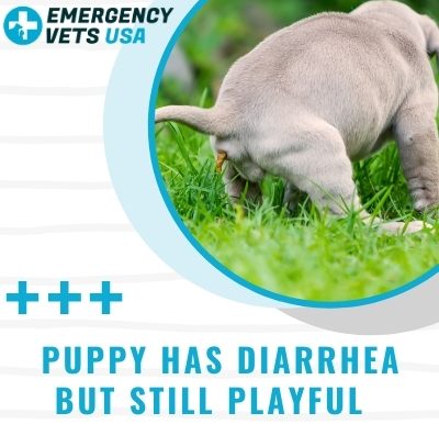 Puppy Has Diarrhea