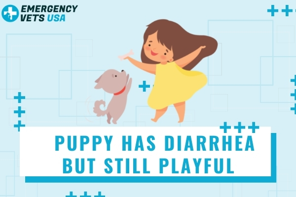 Puppy Has Diarrhea But Still Playful