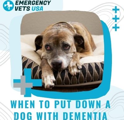 When To Euthanize A Dog With Dementia