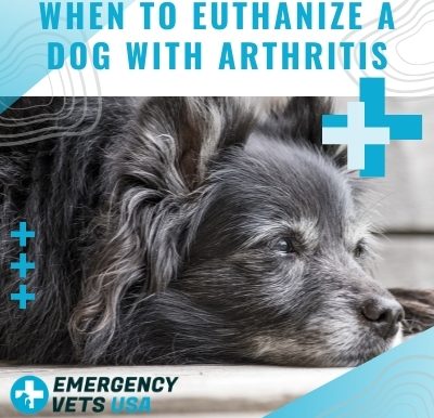 When To Put Down A Dog With Arthritis