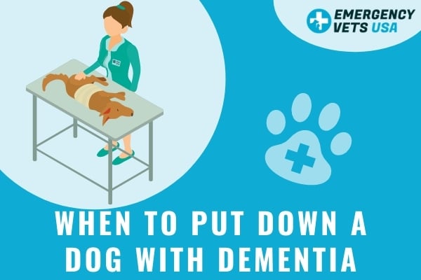 When To Put Down A Dog With Dementia