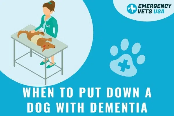 When To Put Down A Dog With Dementia