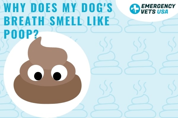 Why Does My Dog's Breath Smell Like Poop