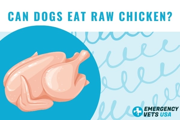 Can Dogs Eat Raw Chicken