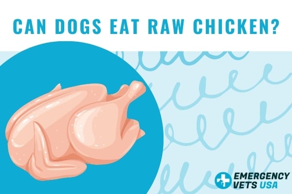 Can dogs die hotsell from eating raw chicken