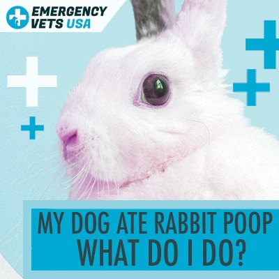 can bunny poop make dogs sick