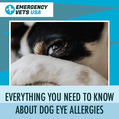 Dog Eye Allergies