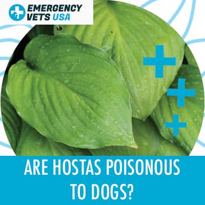 Hostas Poisonous To Dogs