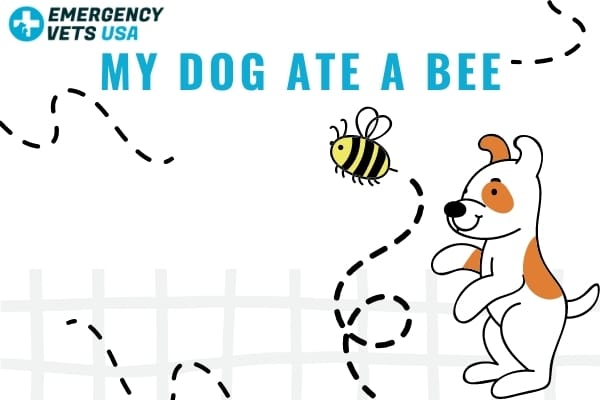 what happens when your dog eats a bee